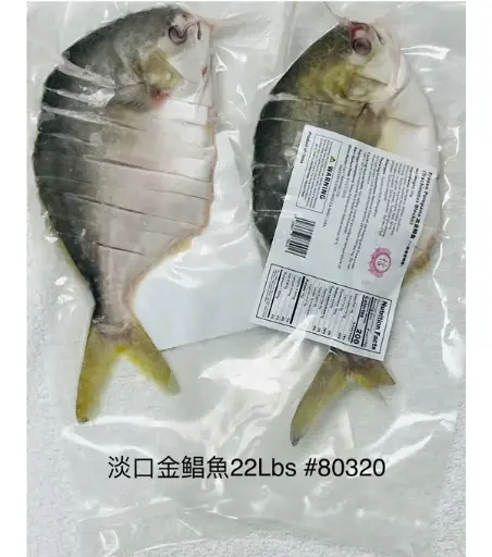 [80320] TRUST Flozen Pompano 信牌 淡口金金鲳鱼 22磅装 22Lbs